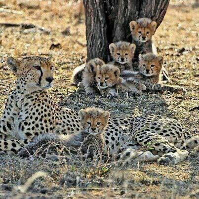 Cheetah Family, Regnul Animal, Cheetah Cubs, Gato Grande, Cheetahs, African Animals, Snow Leopard, Animal Photo, Beautiful Cats