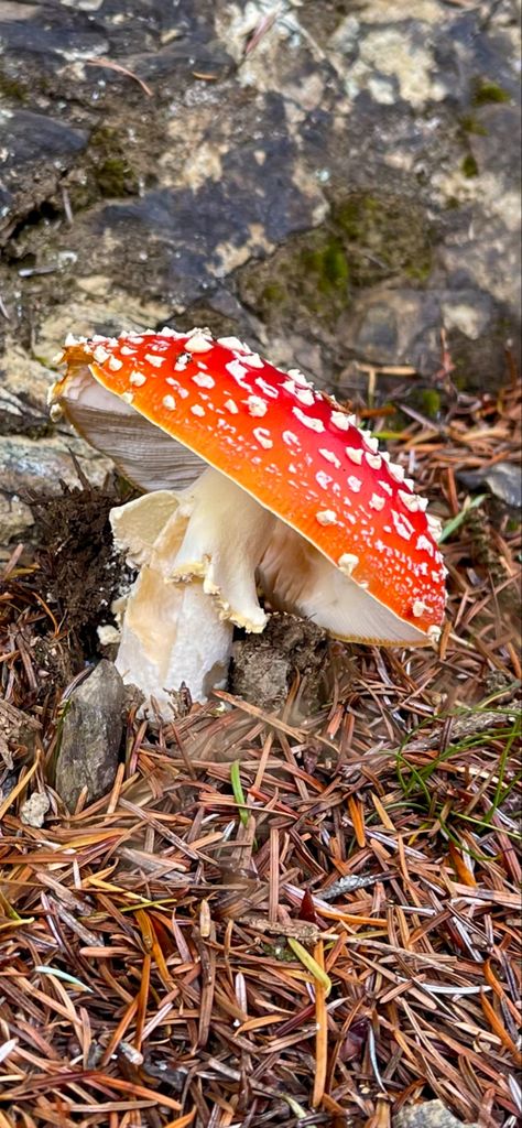 its a lil toad stool hehe Toad Stool Mushroom, Toad Stool, Fantasy Inspo, Mushroom Hair, Draw On Photos, Toad, Side Hustle, Drawing Reference, Floating