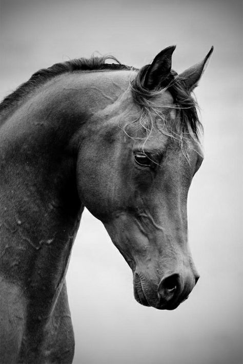 Murray Mitchell. ...the shape of the head, the curve of the neck, the expression in the eyes... Cai Arabi, حصان عربي, Cai Sălbatici, Majestic Horse, Brown Horse, All The Pretty Horses, Horse Crazy, Equine Photography, Arabian Horse