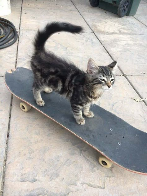 Animals On Skateboards, Gatos Cool, Skate Vibes, Skateboard Aesthetic, Cool Skateboards, Burton Snowboards, Skateboard Art, Kitesurfing, Cat Aesthetic