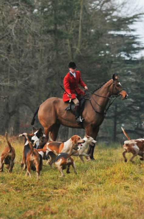 Hunt Hunt Scene, Equestrian Lifestyle, Fox Hunting, All The Pretty Horses, The Fox And The Hound, Equestrian Life, Pretty Horses, Horse Love, Horse Rider