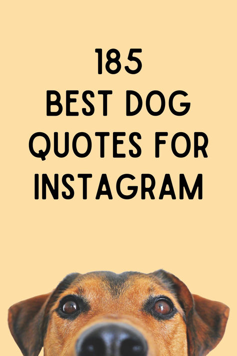 Are you searching for the top dog captions to use on Instagram? Few things can make us feel as happy as the unwavering devotion of a dog. Caption For Dog Lovers, Dogs Quotes Meaningful, Dog Quotes Short, Dogs Captions Instagram Cute, Doberman Quotes, Captions For Dog Pictures, Dog Funny Quotes, Dog Captions For Insta, Funny Dog Captions