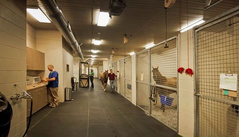 . Equine Hospital Design, Equine Breeding Facility, Equine Vet Clinic, Equine Hospital, Equine Medicine, Equine Vet, Dream Barn Stables, Vet Practice, Barn Remodel