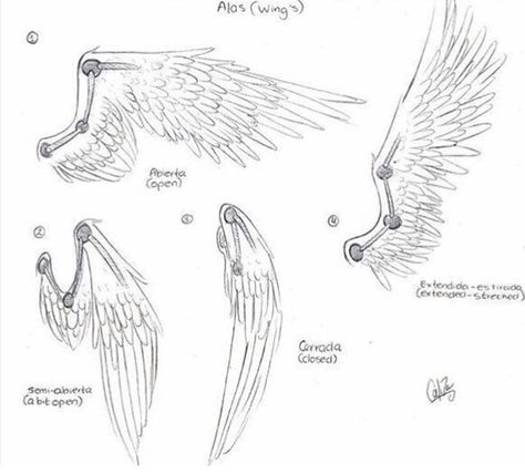 Wing reference pt. 1 ~<3 Wings From The Back, Some Drawings, Wings Drawing, Seni 2d, Wings Art, Idee Cosplay, Poses References, Art Poses, Drawing Tutorials