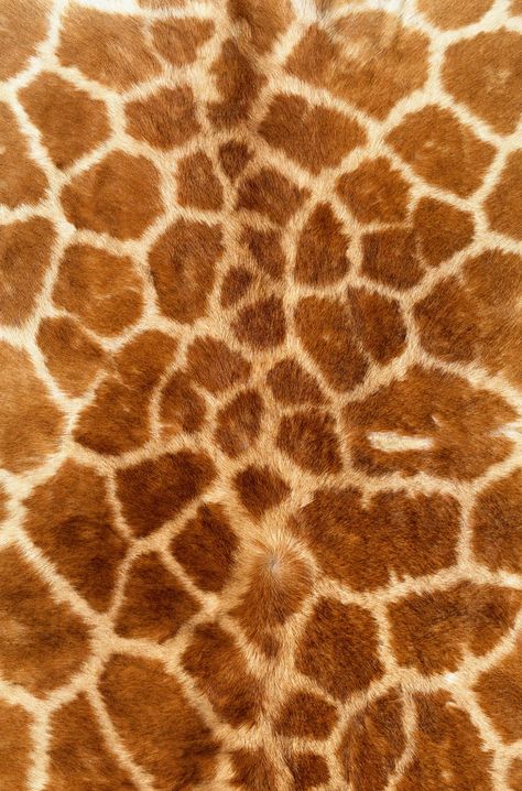 Fur Texture, Animal Print Wallpaper, Free Textures, Iphone Wallpaper Photos, Fabric Textures, Giraffe Print, Galaxy S4, Animal Skin, Print Wallpaper