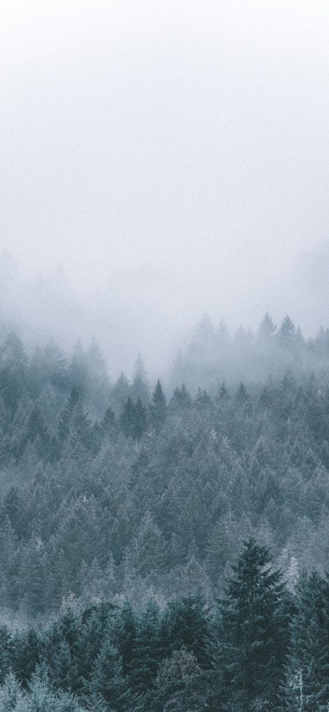 Free download the foggy icy green pine trees scenery wallpaper ,beaty your iphone . #tree #snow #forest #nature #usa #mountain #oregon #Wallpaper #Background #iphone Snow Wallpaper Iphone, Forest Wallpaper Iphone, Iphone Wallpaper Mountains, Viking Wallpaper, Tree Wallpaper Iphone, Snow Illustration, Iphone Wallpaper Winter, Pine Trees Forest, Snow Forest