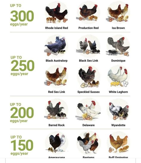 Vorwerk Chickens, Chicken Farm Ideas, Friendly Chicken Breeds, Farming Chickens, Best Chicken Breeds, Farm Chickens, Chicken Coop Garden, Chicken Care, Chicken Home