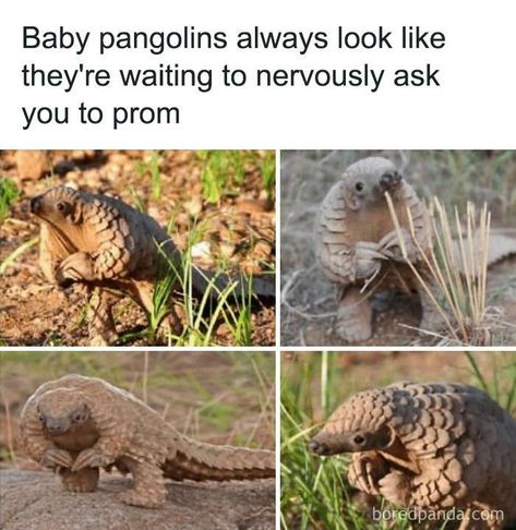 f you’re ever feeling down and looking for a quick way to brighten your day, there’s probably no better remedy out there than animal memes. Funny Baby Pictures, Funny Baby Memes, Baby Tumblr, Funny Pictures With Captions, Baby Memes, Humor Grafico, Baby Animals Funny, Funny Animal Memes, Funny Love