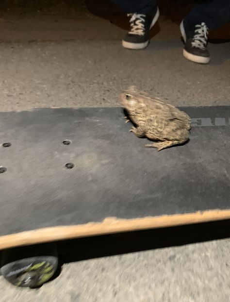 #frog #cursed #funny #skate skateboard #meme #skatefrog Cousin Throckmorton, Skateboard Memes, Skateboarding, Skateboard, Memes, Funny, Quick Saves