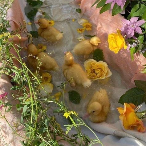 fragments/ figments - spring playlist (•̥́ᴗ•ૅू˳) Spring Playlist, Duck Photo, Cute Ducklings, Duck Gifts, Spring Background, Indoor Pets, Digital Creator, Baby Ducks, Cottagecore Aesthetic