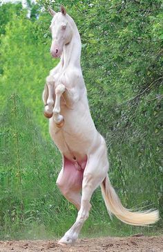 The Breed – Akhal-Teke Association of America Dynamic Animal Poses Reference, Horse Pose Reference, Horse Poses Reference, Akhal-teke, Noriker Horse, Ahal Teke, Horse Poses, Animal Poses, Horse White