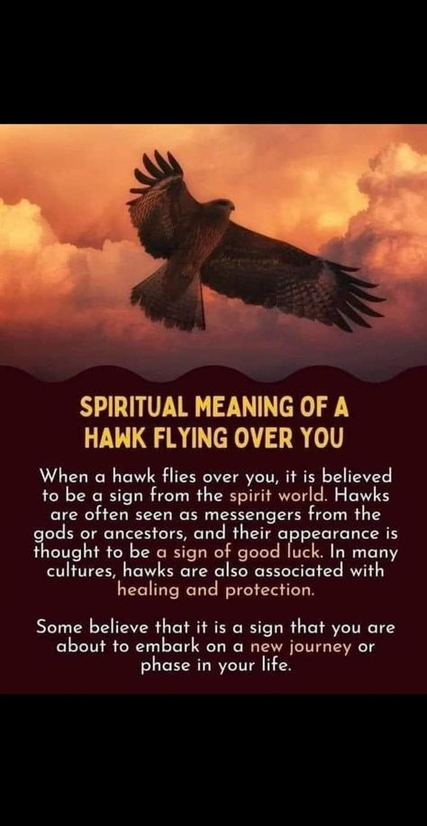 Hawk Meaning, Hawk Symbolism, Hawk Spirit Animal, Hawk Flying, Spirit Animal Meaning, Animal Meanings, Spirit Animal Totem, Spirit Messages, Spiritual Animal