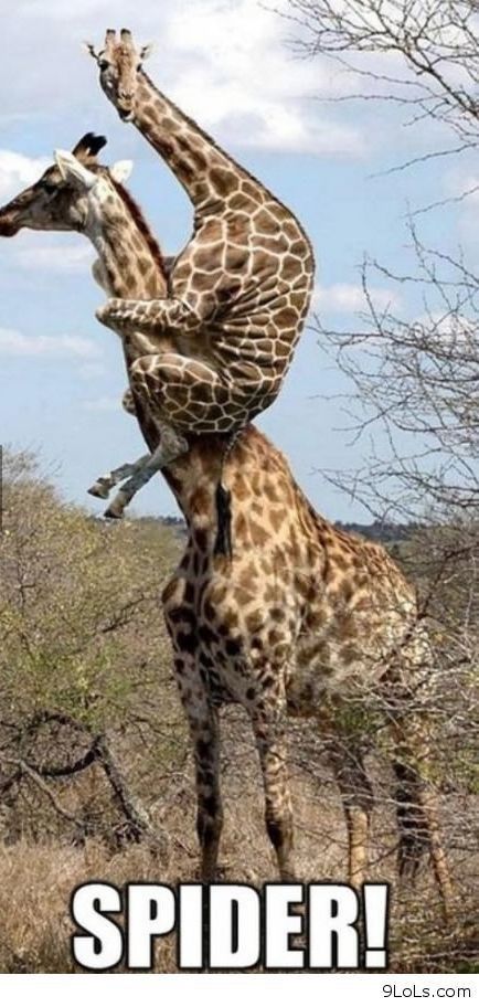 Animal Captions, Funny Giraffe, Friendship Humor, Photos Originales, Funny Animal Memes, Cute Animal Pictures, Animal Jokes, Giraffes, Funny Animal Pictures