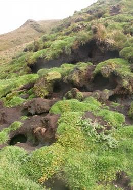 Natural Rabbit Habitat, Rabbit Burrow, Rabbit Warren, Rabbit Tunnel, Rabbit Nest, Rabbit Habitat, Don't Bother Me, Camping With Cats, They Don't Care