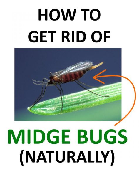 How to Get Rid of Midge Bugs (No-See-Ums) Naturally | BugWiz Midge Repellent, Repellent Diy, Get Rid Of Spiders, Natural Mosquito Repellant, Insect Spray, Citronella Candles, Bug Spray, Bug Repellent, No See