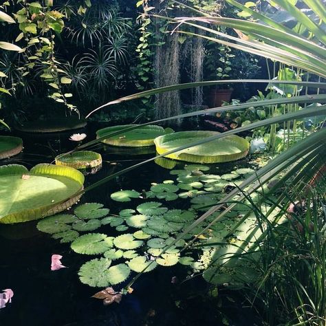 Leafy Plants, Nature Aesthetic, Water Lilies, Pretty Places, Green Aesthetic, Oslo, Botany, Mother Earth, Secret Garden