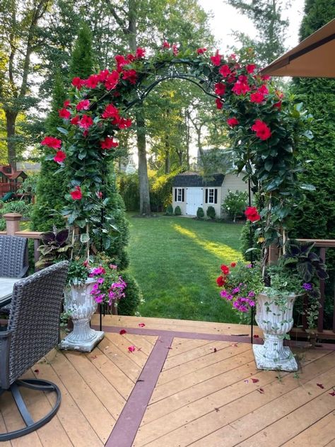 Photo & Garden of Adam Kestin, Facebook Garden Arch Ideas, Design A Garden, Garden Goals, Small Garden Ideas, Arch Ideas, Winter Planter, Mums Flowers, Garden Vines, Garden Arbor