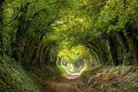 9 Terrific Tree Tunnels Around the World Point Reyes National Seashore, Tree Tunnel, Dark Hedges, Poipu Beach, Tunnel Of Love, Sussex England, Tree Lover, Forest Path, Chichester