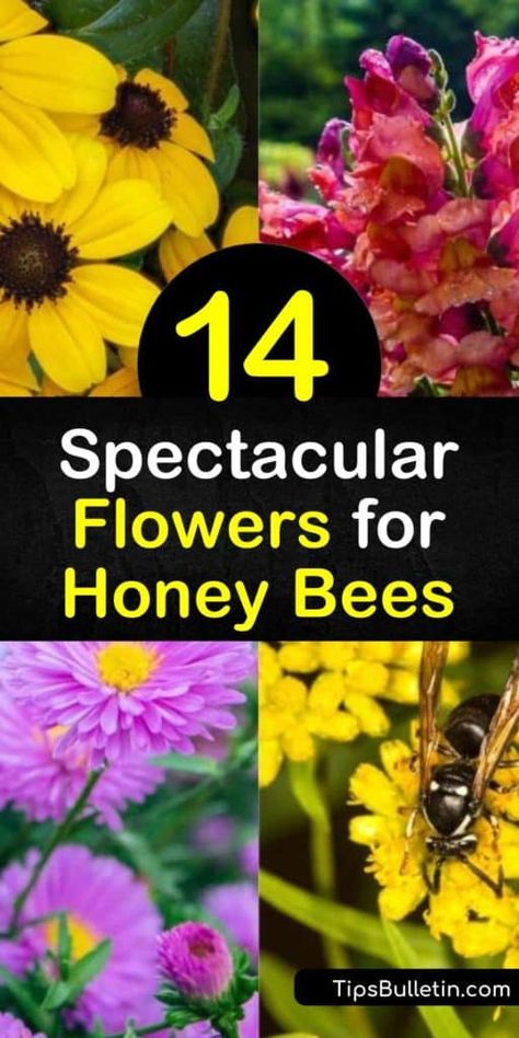 Attract Bees To Garden, Best Flowers For Honey Bees, Best Pollinator Flowers, Plants For Bees And Butterflies, Flowers For Bees And Butterflies, Flower Garden For Bees, Bee Yard Ideas, Flowers For Honey Bees, Honeybee Flowers