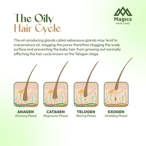 Maintaining the health of your hair requires an understanding of the oily hair cycle. Excessive production of oil by the sebaceous glands can block pores and disrupt the hair growth cycle, especially in the Telogen (resting) stage. The stages of hair development are as follows: 1. Anagen: The stage of growth when hair is actively developing. 2. CATAGEN: The regression stage after a decrease in growth. 3. EXOGEN: The stage of hair loss associated with shedding. 4. TELOGEN: The quiescent stage... Hair Cycle, Hair Science, Haircare Tips, Hair Growth Cycle, Magic Hair, Oily Hair, Hair Tips, The Stage, Hair Removal