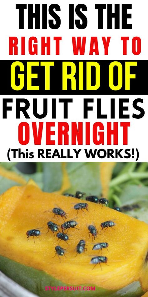 Fruit flies can quickly become a nuisance in your home, especially during warmer months or when fruits and vegetables are left exposed. Fortunately, there are several effective homemade fruit fly traps that you can use to get rid of these pesky insects quickly. Click to discover the 14 of the best DIY fruit fly traps to help you reclaim your space: Fruit Fly Spray Diy, Diy Bug Repellent Spray, Fruit Fly Spray, Fruit Fly Repellent, Best Fruit Fly Trap, Fly Remedies, How To Repel Flies, Homemade Fruit Fly Trap, Fruit Flies In House