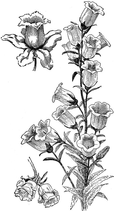 Campanula Medium Canterbury Bells Drawing, Bell Flower Illustration, Campanula Flowers Drawing, Canterbury Bells Tattoo, Campanula Drawing, Campanula Tattoo, Campanula Flowers, Belle Tattoo, Bell Flowers