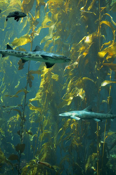 Shark In Kelp Forest, Kelp Forest Photography, Aquarium Aesthetic Wallpaper Pc, Kelp Forest Watercolor, Kelp Forest Wallpaper, Kelp Forest Painting, Kelp Forest Art, Kelp Forest Aesthetic, Underwater Forest