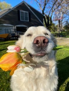 Cute Animal Photos Nature, Dog Photography Aesthetic, Cute Animals With Flowers, Dogs With Flowers, Dog In Nature, Dog With Flowers, Excited Puppy, Hotel Lifestyle, Cute Pups