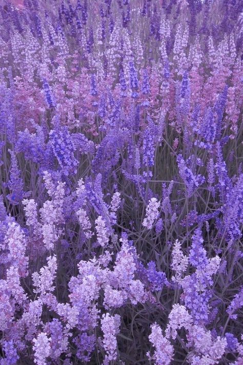 Lavender Nature Aesthetic, French Purple Aesthetic, Lavender Asthetics Photos, Light Purple Aesthetic Pictures, My Vibe Aesthetic Colour, Purple Flowers Aesthetic Wallpaper, Purple Aesthetic Pattern, Purple Aesthetic Posters, Purple Aesthetic Board