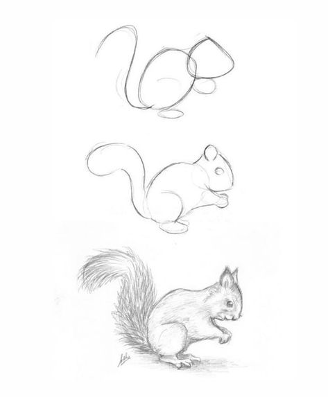 How To Sketch Animals Step By Step, Beginner Animal Drawing, How To Draw Realistic Animals Step By Step, Forest Animal Drawings Easy, Drawing Ideas Animals Sketches Pencil, Animals Step By Step Drawings, Animal Sketches Step By Step, How To Draw Whimsical, How To Draw Squirrels