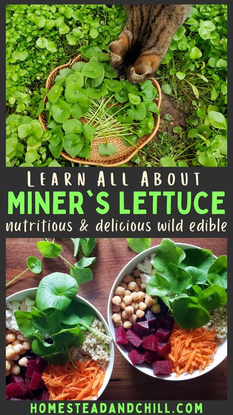 Foraging Your Backyard, Miners Lettuce Recipe, Utah Foraging, How To Forage, Edible Plants Survival, Miners Lettuce, Foraging For Beginners, Foraging Plants, Spring Foraging