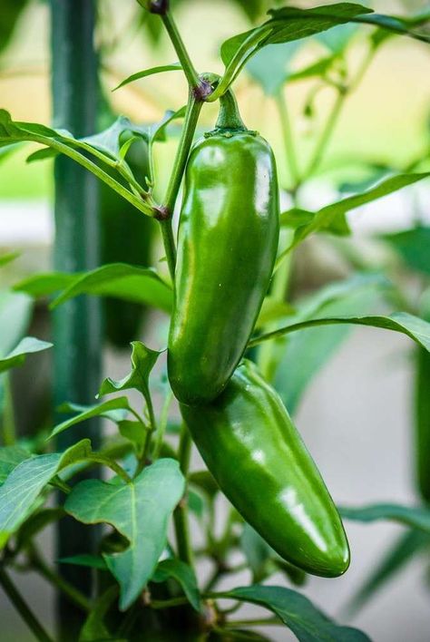 How To Grow Jalapenos, Growing Jalapenos, Jalapeno Plant, Store Vegetables, Jalapeño Peppers, Painted Garden Rocks, Growing Peppers, Jalapeno Pepper, Storing Vegetables