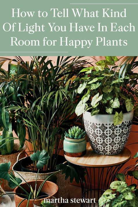 Knowing how to determine which rooms in your house receive bright, indirect, and low light is essential if you want to ensure you're placing your plants in the best spaces. We share how to identify which spaces provide full, indirect, and low sun to keep any houseplant happy and growing. #gardening #gardenideas #garden #houseplant #besthouseplant #marthastewart Sunlight In Room, Dream Community, Community Garden, What Is Meant, Community Gardening, Photosynthesis, Leafy Greens, Food Source, Types Of Lighting