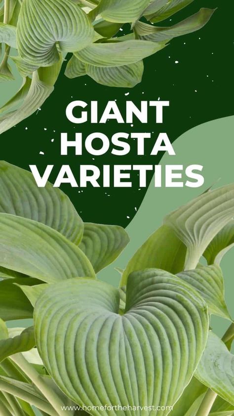 Types Of Hostas Perennials, Can Hostas Grow In Full Sun, Giant Hosta Varieties, Giant Hostas, Ferns And Hostas, Hostas For Shade, Hosta Garden Ideas, Types Of Hostas, Hosta Sum And Substance