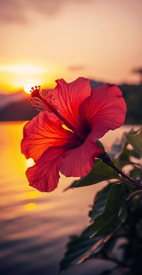 Flower Art Reference Photos, Cute Hibiscus Wallpaper, Real Flower Pictures, Aesthetic Hibiscus Wallpaper, 4k Flower Wallpapers, Hawaii Background Wallpapers, Oahu Wallpaper, Tropical Wallpaper Texture, Summer Asethic Photos