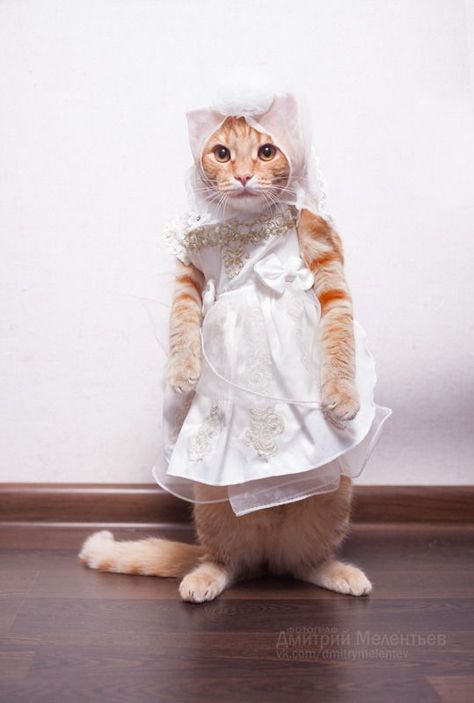 cat bride wedding cat white dress mariage Cat Dressed Up, Haiwan Comel, Anak Haiwan, Haiwan Lucu, Kitten Pictures, Haiwan Peliharaan, Cat Costumes, Cat Clothes, Cats Meow