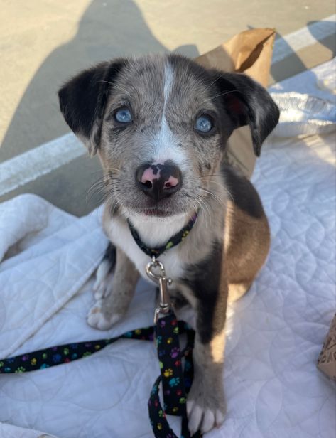 Australian shepard, pitbull, huskg mix Australian Shepard Mix, Pitbull Husky, Pitbull Mix Puppies, Lashes Tutorial, Dream Pet, Shepherd Mix Dog, German Shepherd Mix, Pitbull Shepard Mix Dogs, Australian Shepherd Pitbull Mix Puppy