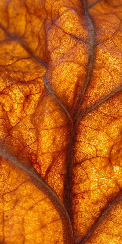 Sycamore Leaf, Theme Nature, Orange Aesthetic, Macro Lens, Amber Color, Natural Forms, Colorful Leaves, Inspirational Images, Mellow Yellow