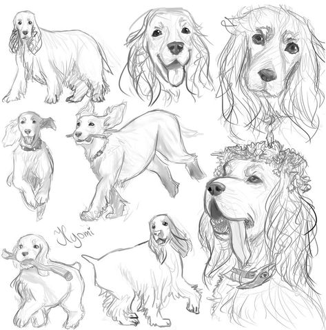 English Cocker Spaniel study by HyomiArt Spaniel Tattoo, English Cocker Spaniel Drawing, Cockerspaniel Drawings, Dog Drawing Cocker Spaniel, Cocker Spaniel Doodles, Cocker Spaniel Cartoon Drawing, Cocker Spaniel Coloring Page, Working Cocker Spaniel Drawing, Working Cocker