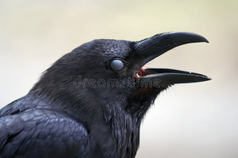 Raven Reference, Crow Head, Head Drawings, Raven Head, Head Reference, Raven Tattoo, Leather Tools, Animals And Nature, Animal References