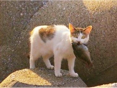 Cat With Fish In Mouth, Cat With Fish, Comparative Adjective, Cat Fishing, Cat Poses, Adventure Cat, Cat References, Cat Reference, Gorgeous Cats