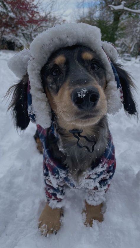 Winter Aesthetic Animals, Christmas Preppy Photos, Dog Winter Aesthetic, Winter Dogs Aesthetic, Dog Christmas Aesthetic, Christmas Dogs Wallpapers, Christmas Animals Aesthetic, Christmas Dogs Aesthetic, Winter Dog Aesthetic