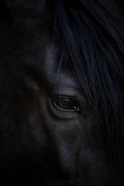 Calm eyes at ArtfullyWalls, #photography #eye #horse #calm #black #animal #nature #stellarspaces #homeinspiration #styleithappy #dailydecordose #dreamhome #housegoals #interiorlovers #designinspo #decorinspo #interiordecor #interiordesign #artfullywalls #gallerywall #gallerywallinspo #artprints #homeinspiration #rockininteriors #sorealhomes #styleithappy #interiorlovers #interiorstyling #styleithappy #artfullywalls #artprints #affordableartprints #wheretobuyart Horse Details Photography, Wild Horse Photography, Horse Photography Art, Equine Decor, Horse Images, Equine Artwork, Photography Details, Horse Photographer, Equine Portraits