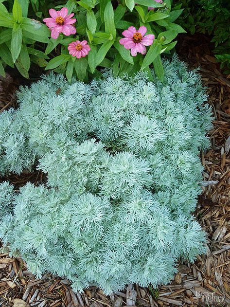 Artemisia Plant, Shade Garden Design, Shade Perennials, Indoor Flowers, Hardy Perennials, Flowering Plants, Perennial Garden, Shade Plants, Flowers Perennials