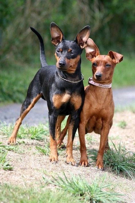 110+ Best Miniature Pinscher Dog Names Miniature Doberman Pinscher, Prague Ratter, Miniature Doberman, Min Pin Dogs, Pincher Dog, Miniature Pinscher Puppy, Regard Animal, Miniature Pinscher Dog, Mini Pinscher