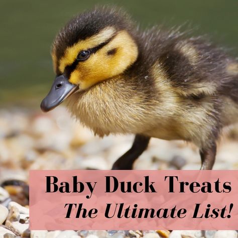 Duck Slide Diy, What Do Ducks Eat, Backyard Ducks Habitat, Duck Raising, Duck Coop Ideas, Duck Treats, Duckling Care, Duck Care, Duck House Plans