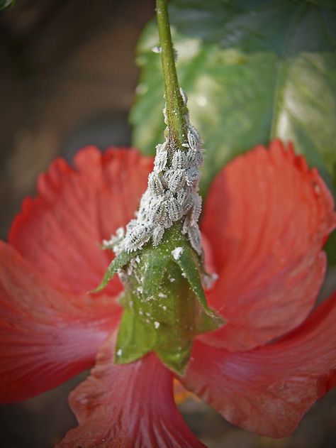 Once mealy bugs or woolly aphids invade a plant or garden, it's important to start treating the affected plants and get rid of the mealy bugs as soon as possible. Left... Mealy Bugs How To Get Rid Of, Woolly Aphids, Get Rid Of Mealy Bugs, Aphid Spray, Hibiscus Care, Green Warrior, Slugs In Garden, Patio Gardening, Organic Insecticide