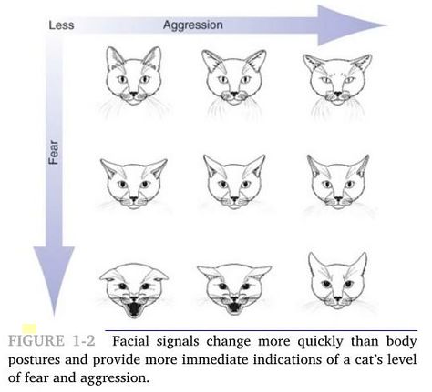 Cat Ears Emotion Chart, Cat Facial Expressions, How To Draw Ears, Cat Expressions, Cut Cat, Emotion Chart, Cat Anatomy, Animal Help, Cat Reference