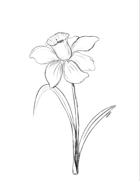 Black pencil sketch of of daffodil Drawing A Daffodil, Cool Flowers To Draw, Daphodil Flower Drawing, Daffodil Sketch Simple, Daphadil Flower Drawing, March Birthday Flower, March Birth Flower Drawing, March Flower Drawing, Spring Sketches Simple