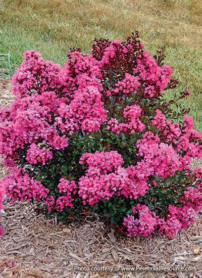 Small Flowering Shrubs with Big Impact: Small flowering shrubs do the job of their larger relatives for small-scale gardens. Bushes That Stay Small, Shade Loving Bushes, Flowers And Bushes Landscape, Pink Bushes Flowering Shrubs, Low Growing Shrubs For Full Sun, Small Flowerbeds Front Of House, Small Rose Bushes Shrubs, Low Shrubs In Front Of House, Small Shrubs For Shaded Areas